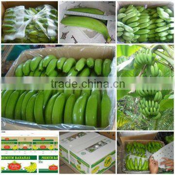 CAVENDISH BANANA - FRESH GREEN BANANA - SPECIAL PRICE