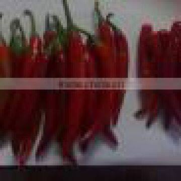 Fresh Hot Chilly