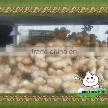 Chinese fresh ginger high quality