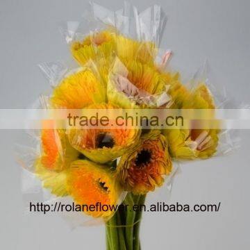 On Sale Fresh Gerbera Fresh Cut Flowers Yellow Gerbera To Friends - Champagne