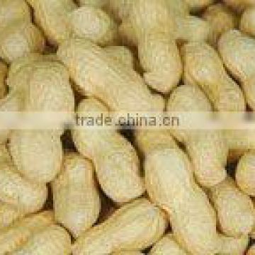 Chinese new crop washed peanut in shell 9/11,11/13