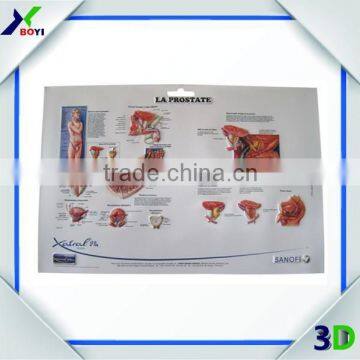 3D Plastic Medical Wall Posters, Customized 3D Anatomical Charts photo-6