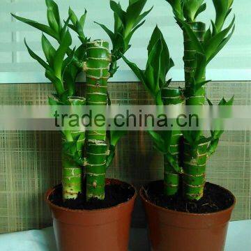 Dracaena Lotus Lucky Bamboo Planted in 3pcs 10cm + 15cm + 20cm Rooted in a 10cm Pot With Cocopeat Substrate photo-5