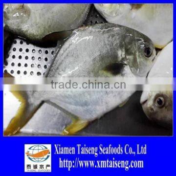 New Arrival Frozen Whole Round Golden Pompano Pomfret With 600-800g