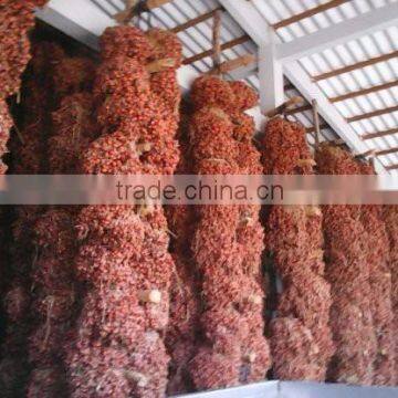 Factory of Shallot/Red Scallions -Email: julia.vilaconic@gmail.com