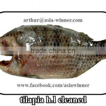 TILAPIA H/L (Tilapia mossambica)