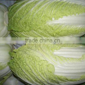 chinese cabbage