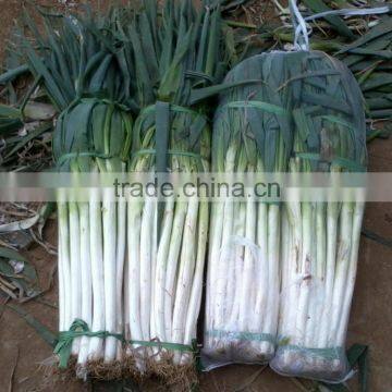 Fresh Green Onion