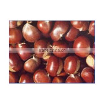 Chinese Chestnut