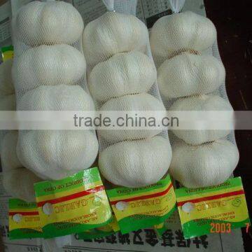 Pure White Garlic