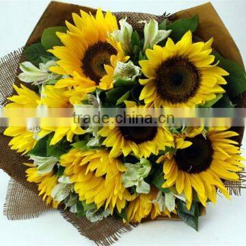 Fresh Cut Sunflower Helianthus annuus