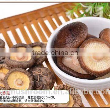 2015 new fresh shiitake mushroom