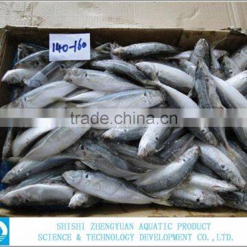 Seafood Frozen Horse Mackerel Fish photo-2