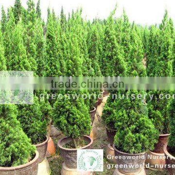 Juniperus chinensis small size potted