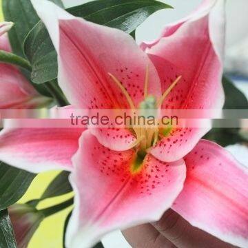 Best Hot Sale Fresh Cut Flowers Pink Color Lilium Flower Wholesale From YUNNAN CHINA