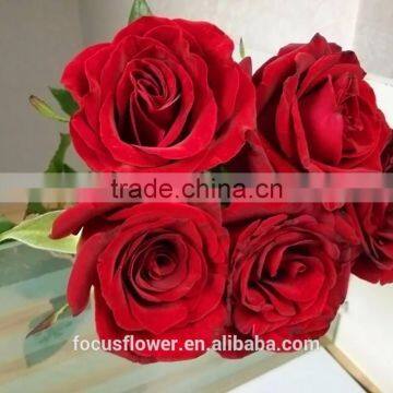 For Hotels/Offices/Wedding Flower Natural Fresh Cut Flowers Roses Black Magic Flower From Kunming photo-3