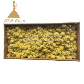 Hot Selling Green Moss Grass Wall for Decoration photo-5