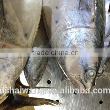 Frozen Seafood bonito Fish To Supply