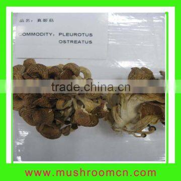 Dried Pleurotus Ostreatus