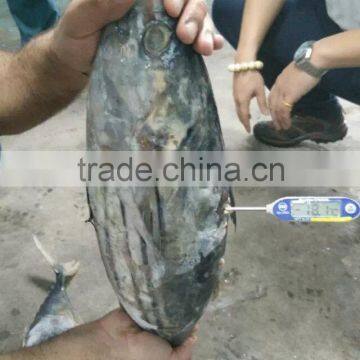 seafrozen Skipjack tuna Whole Round skipjack fish