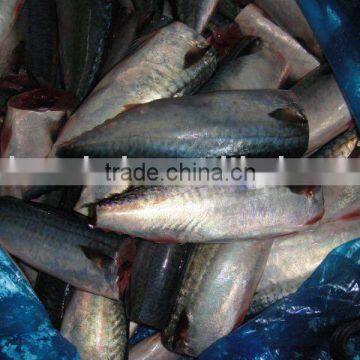 HGT 100-200g Frozen Mackerel