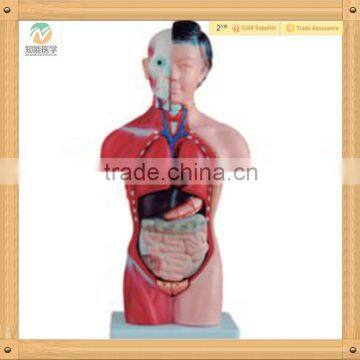 High Quality Medical Science Human Female Torso Model