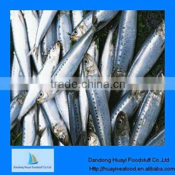 Fresh frozen Chinese sardine fish