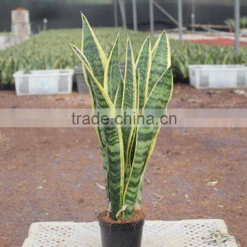 Green plants for newly decorated house