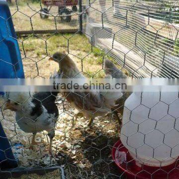 galvanized pvc coated bird/chicken cage wire mesh/netting with high quality low price