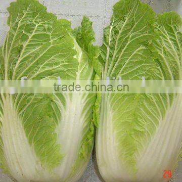 fresh cabbage