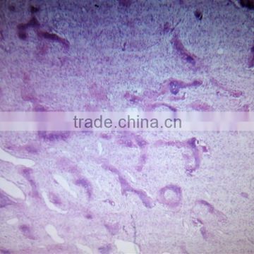 Factory price human histological oral slides,pathological prepared slides,7101 microscope slides