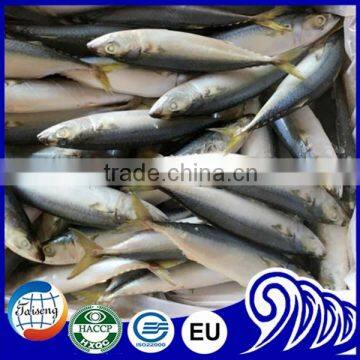 Best Pacific Mackerel Fish Live Fish for Buyer