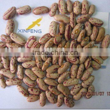 long light speckled kidney bean