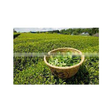Vietnam GREEN TEA - ORGANIC TEA