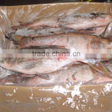 Frozen Asian Carp photo-2