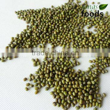Bulk Beans For Sale of Green Beans