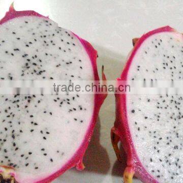 GIMEX VIET NAM FRESH DRAGON FRUIT