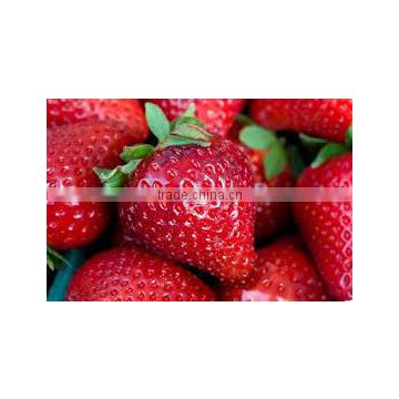 FRESH STRAWBERRY