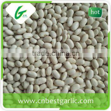 Long shape white kidney bean extract