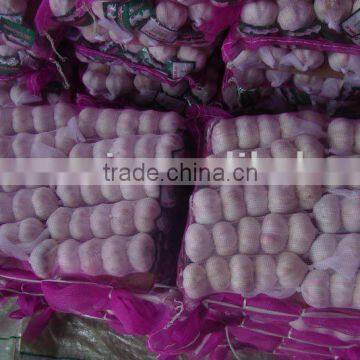 chinese new crop fresh garlic