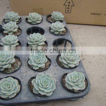 Succulent Plants Echeveria