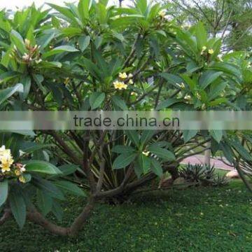 White Flowers Plumeria