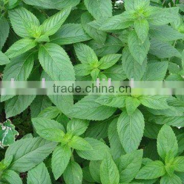 Herb Menthae extract Powder