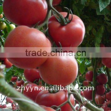 Laite TY Resistant Tomato Seeds