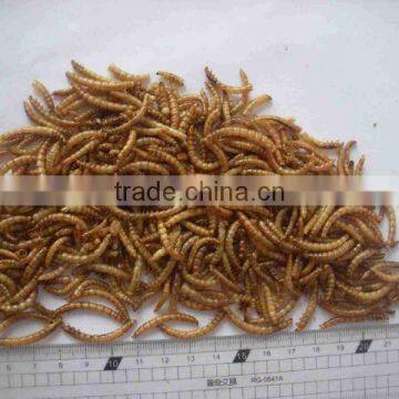 Microwaved Mealworm For Bird Worm&Insect