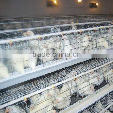 layer chicken poultry house