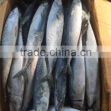 Hight quality frozen pacific mackerel for sale