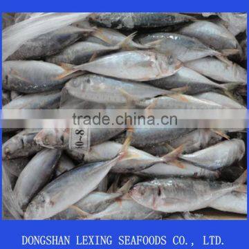 frozen good horse mackerel round scad