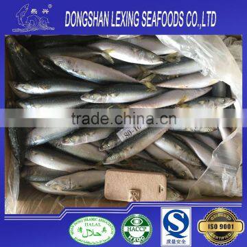 Frozen fish pacific mackerel 80-100pcs/10kg