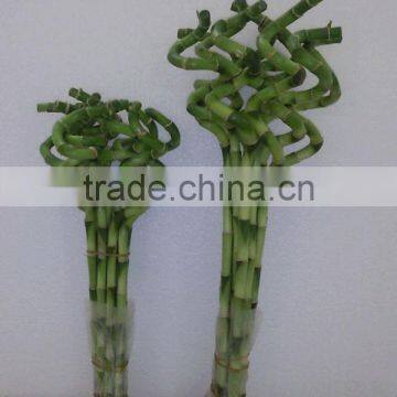 Lucky bamboo Dracaena Sanderiana Spiral bamboo